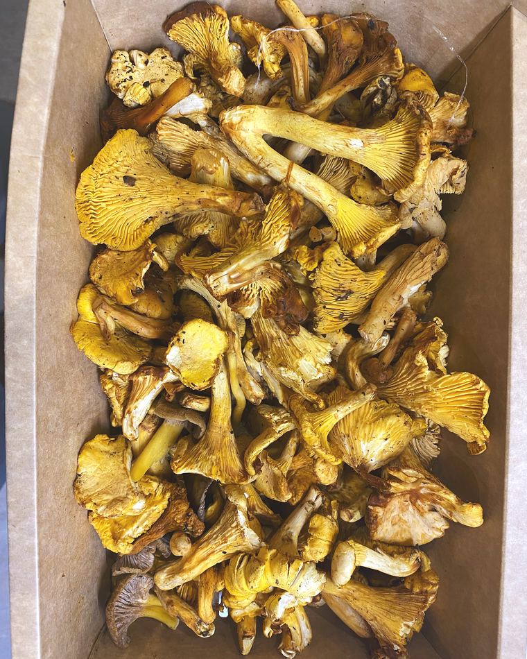 Chanterelle mushrooms in a box
